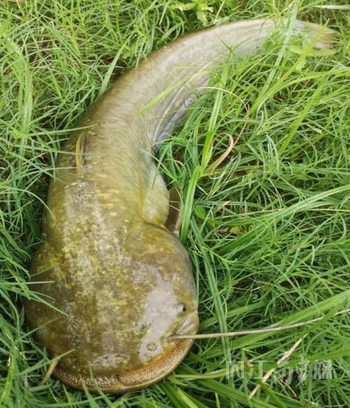 年魚圖片高清大圖大全，年魚圖片有哪些風格
