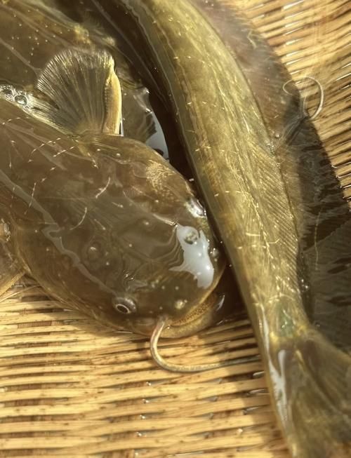 年魚圖片高清大圖大全，年魚圖片有哪些風格