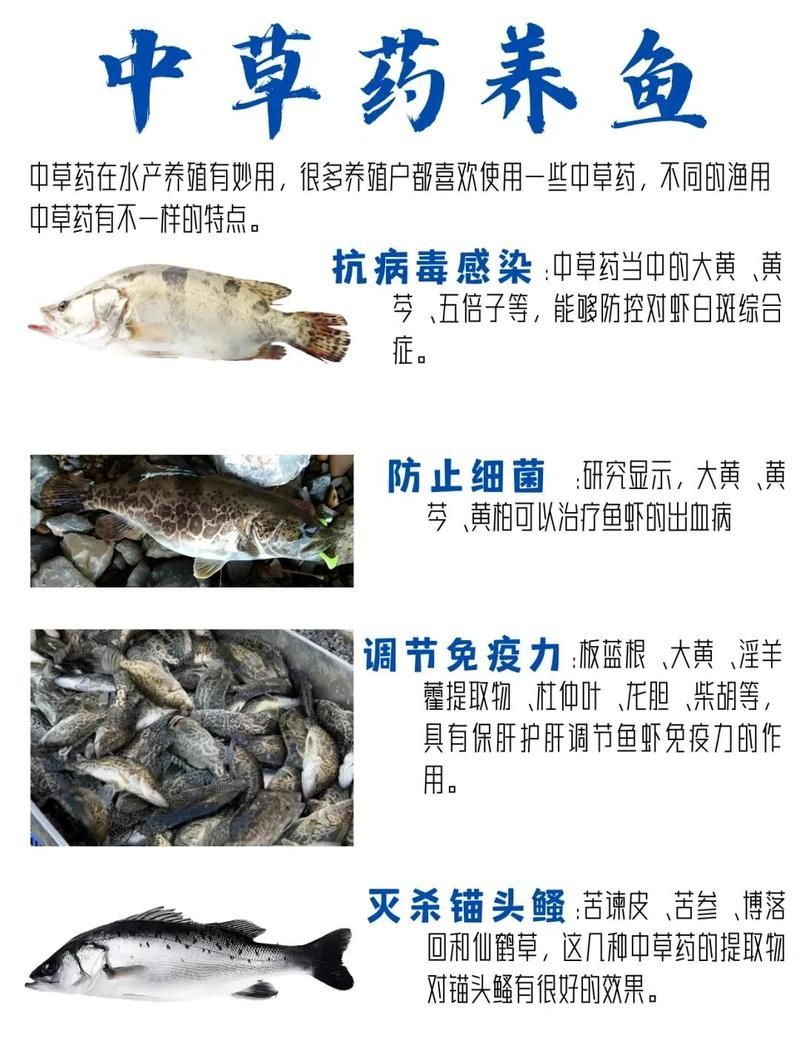 有哪些中草藥可以治療細菌性魚病，如何正確使用中草藥治療細菌性魚病