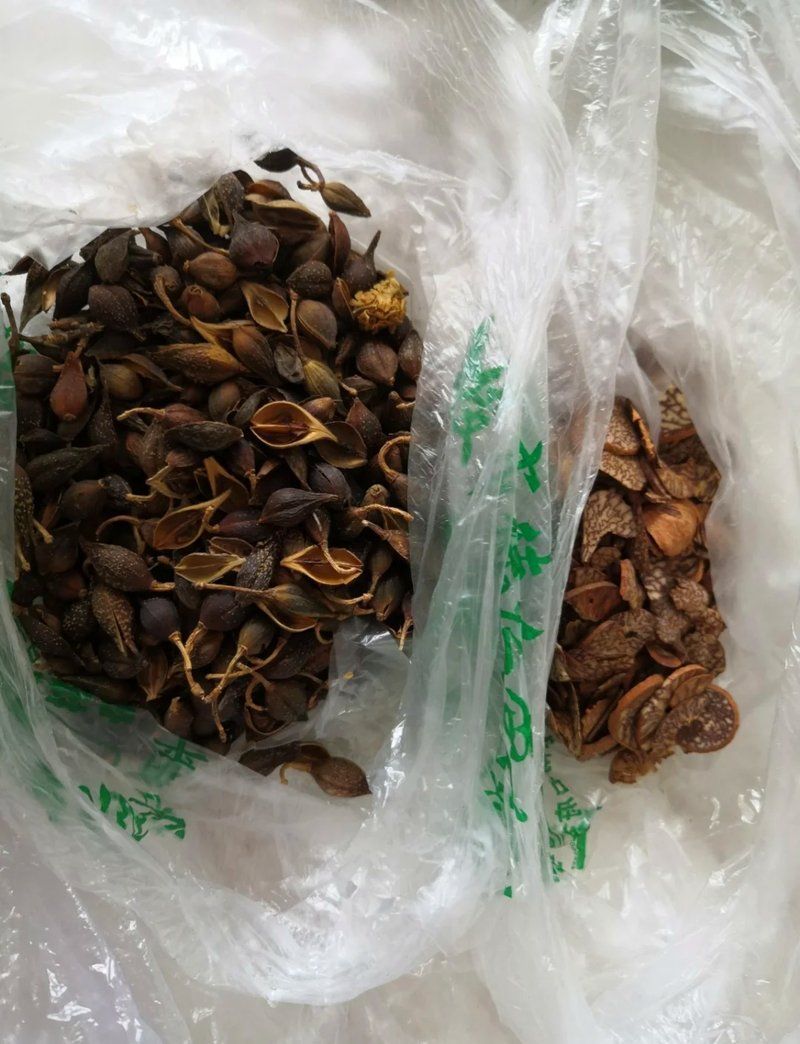 有哪些中草藥可以治療細菌性魚病，如何正確使用中草藥治療細菌性魚病