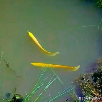 介紹一下寧晉龍魚的養殖歷史，關于寧晉龍魚養殖的一些建議