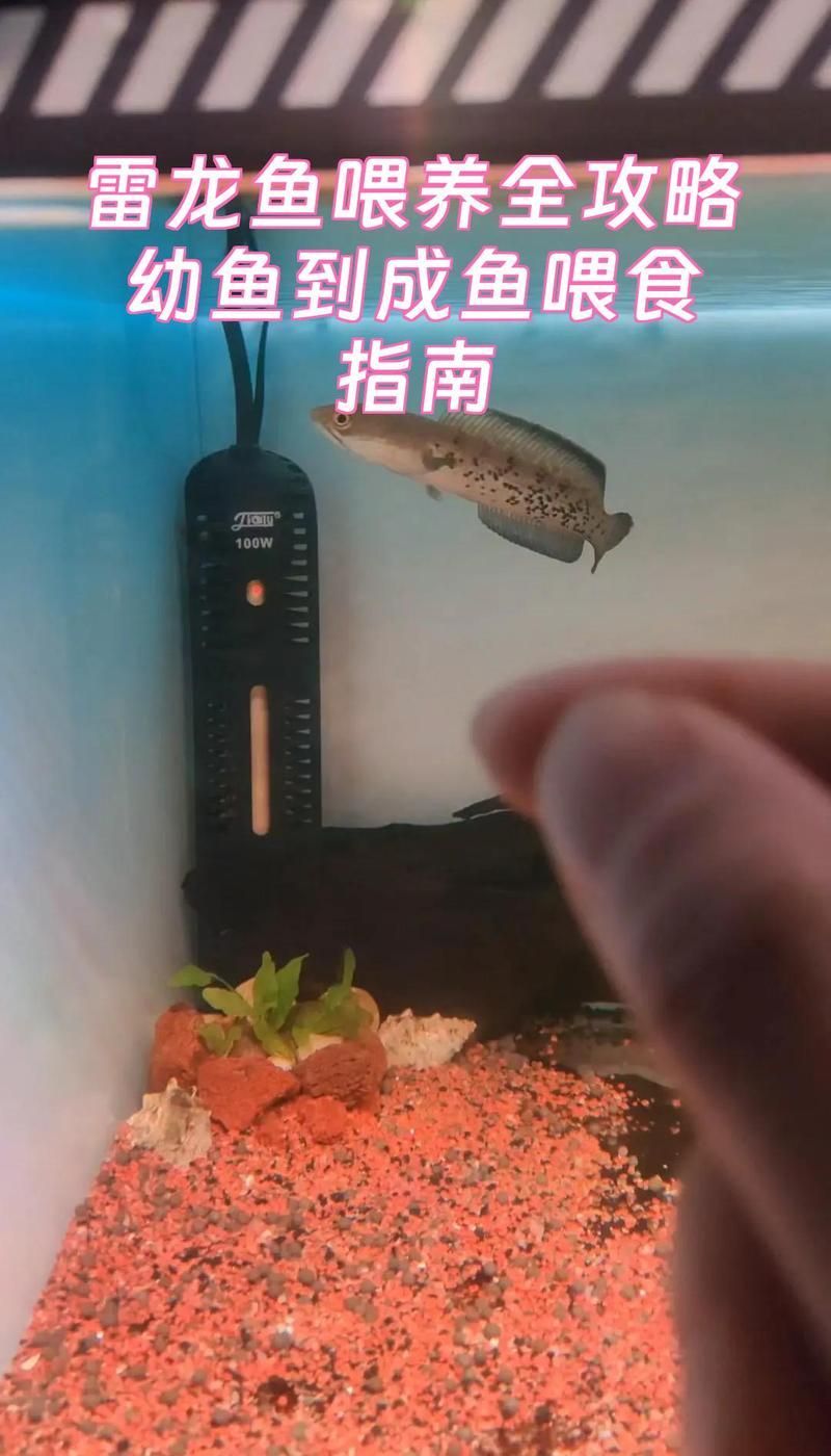 雷龍魚開口后多久開始喂食，雷龍魚喂養(yǎng)三階段喂食全攻略