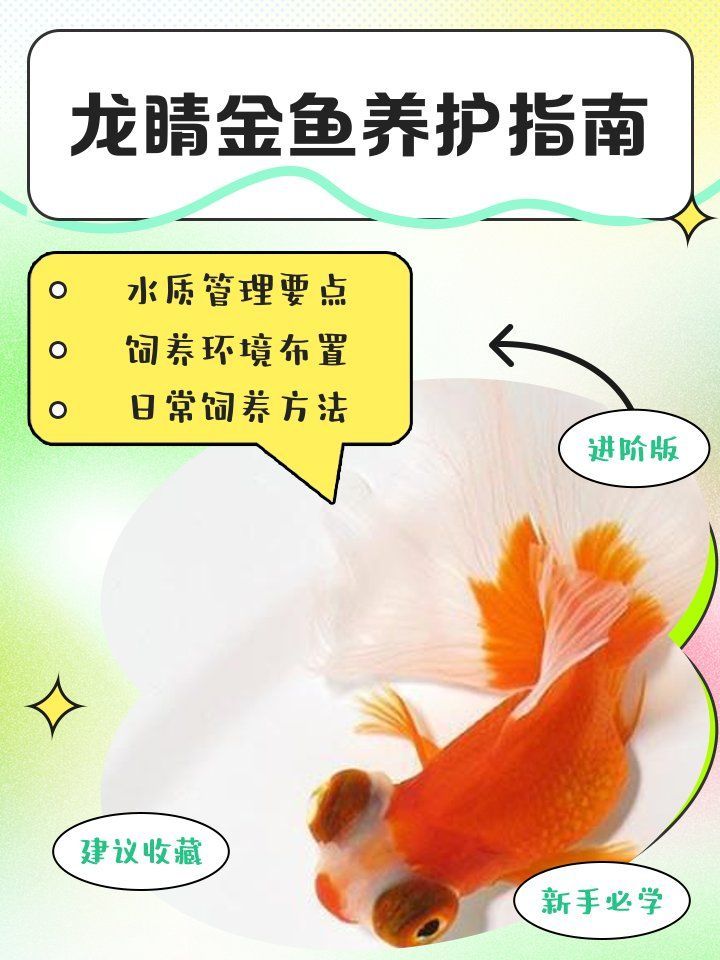 龍睛金魚適合哪些魚缸？，龍睛金魚養護指南