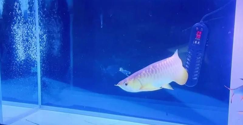 10cm龍魚苗需要多大的魚缸，10cm龍魚苗的飼養(yǎng)難度如何