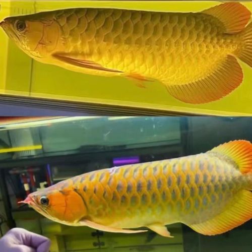 招財金龍魚有哪些品種，招財金龍魚哪個品種最貴如何區分招財金龍魚的品種