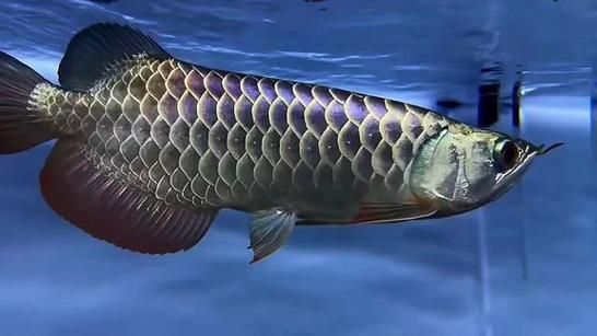 請?zhí)峁讖埞诺溥^背藍(lán)底金龍的圖片，古典過背藍(lán)底藍(lán)底金龍