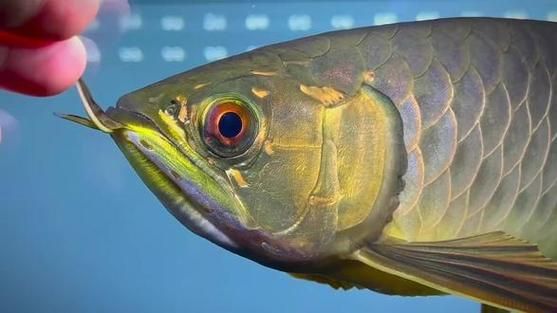 請?zhí)峁讖埞诺溥^背藍(lán)底金龍的圖片，古典過背藍(lán)底藍(lán)底金龍