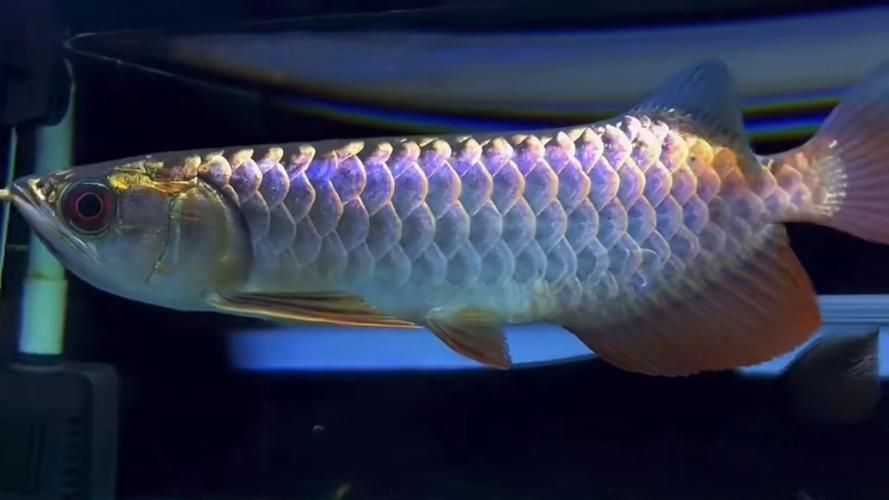 請?zhí)峁讖埞诺溥^背藍(lán)底金龍的圖片，古典過背藍(lán)底藍(lán)底金龍