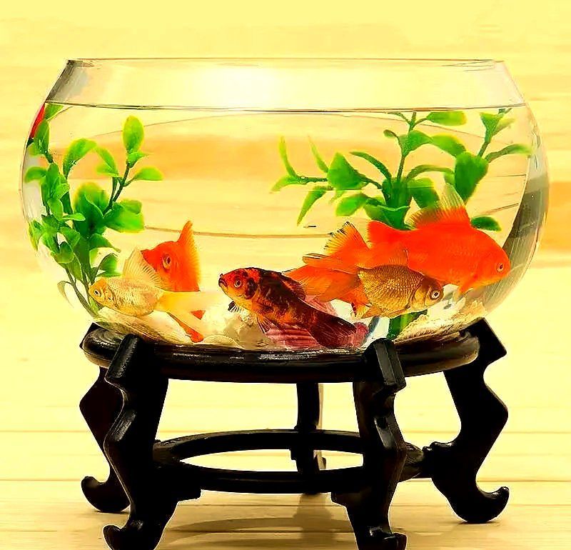 貓和魚的最佳擺放位置有哪些，家里魚缸擺放有講究，你家擺對位置沒全民