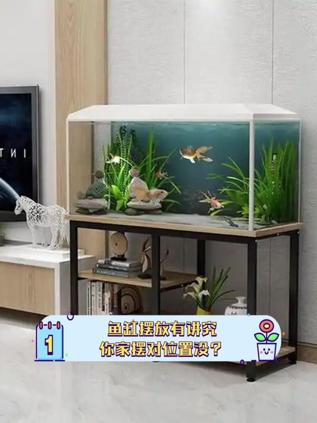 貓和魚的最佳擺放位置有哪些，家里魚缸擺放有講究，你家擺對位置沒全民