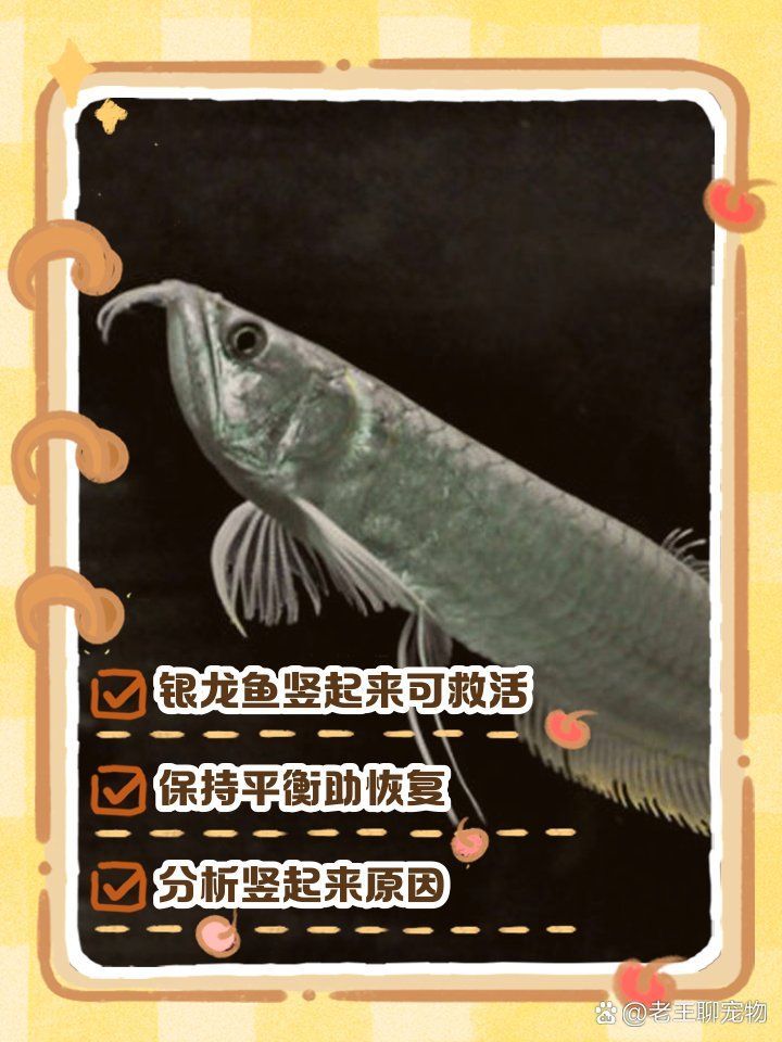 銀龍魚豎起來后如何調(diào)整水質(zhì)，老王聊寵物，銀龍魚豎起來怎么救活