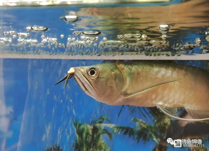 桐城龍魚的價格是多少？，桐城龍魚市場價格走勢：紅龍魚因發色艷麗、寓意吉祥而備受追捧