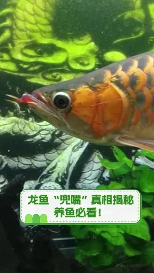 龍魚張嘴空咬后應該如何處理？，龍魚張嘴空咬怎么辦？