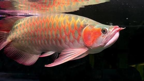 大湖紅龍和印尼紅龍哪個更稀有，大湖紅龍與印尼紅龍