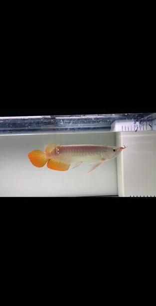 大湖紅龍和印尼紅龍哪個更稀有，大湖紅龍與印尼紅龍
