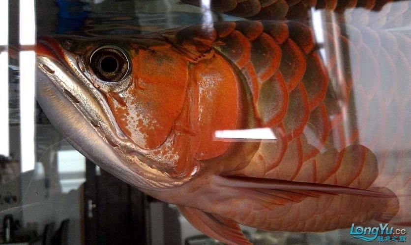 如何判斷紅龍魚鰓蓋恢復(fù)情況，arxiv論文助手arxiv論文助手判斷紅龍魚鰓蓋恢復(fù)情況