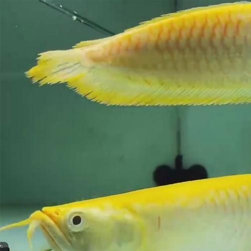 百子金龍魚的價格是多少？，百子金龍魚價格詳解“白子金龍魚”價格是多少，如何鑒別真偽
