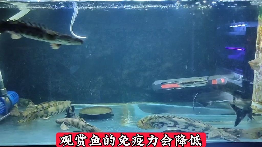 家里的魚突然死了玄學，家里的魚突然死了玄學，家中的幾條觀賞魚不幸死亡