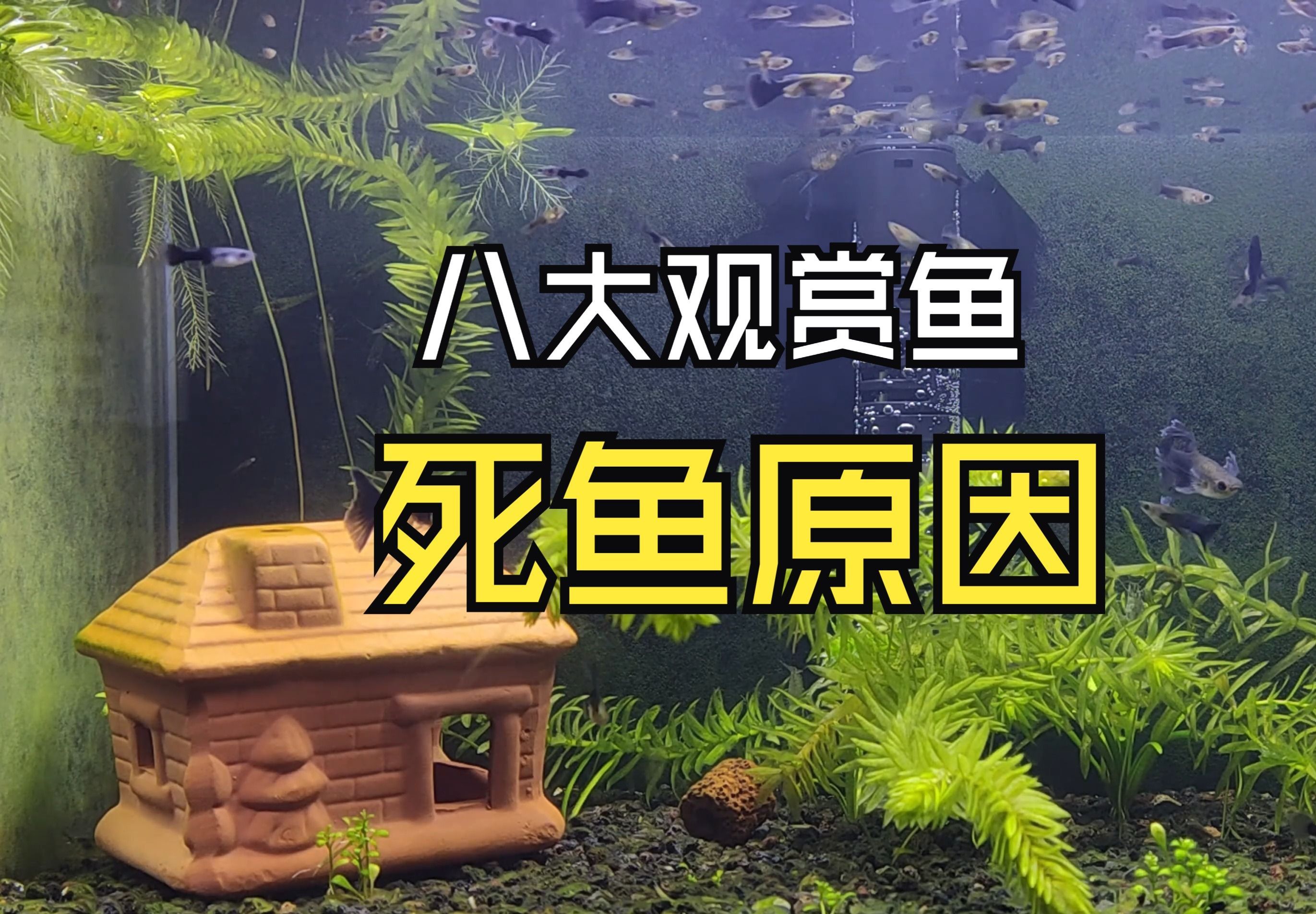 家里的魚突然死了玄學，家里的魚突然死了玄學，家中的幾條觀賞魚不幸死亡