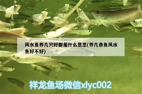 家里的魚突然死了玄學，家里的魚突然死了玄學，家中的幾條觀賞魚不幸死亡