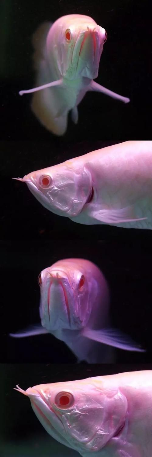 白化龍魚和白子龍魚哪個更適合新手飼養？，白化龍魚與“白化龍魚”與“白子龍魚”的飼養對比圖