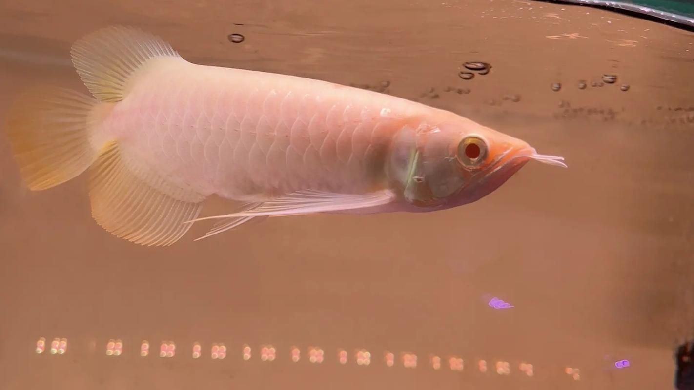 過背金龍魚中哪個品種最稀有，過背金龍魚中哪個品種最有價值