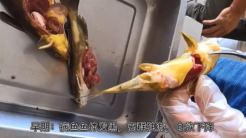 爛身病對魚類的危害有多大，如何預防爛身病的爆發