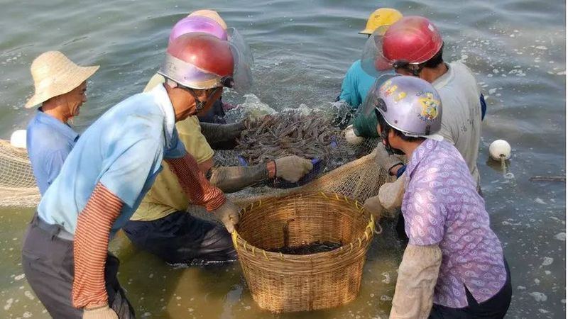 哪些行為異常是魚類的應激反應，英文文獻進一步確認魚類應激反應是其環境變化、捕食者威脅