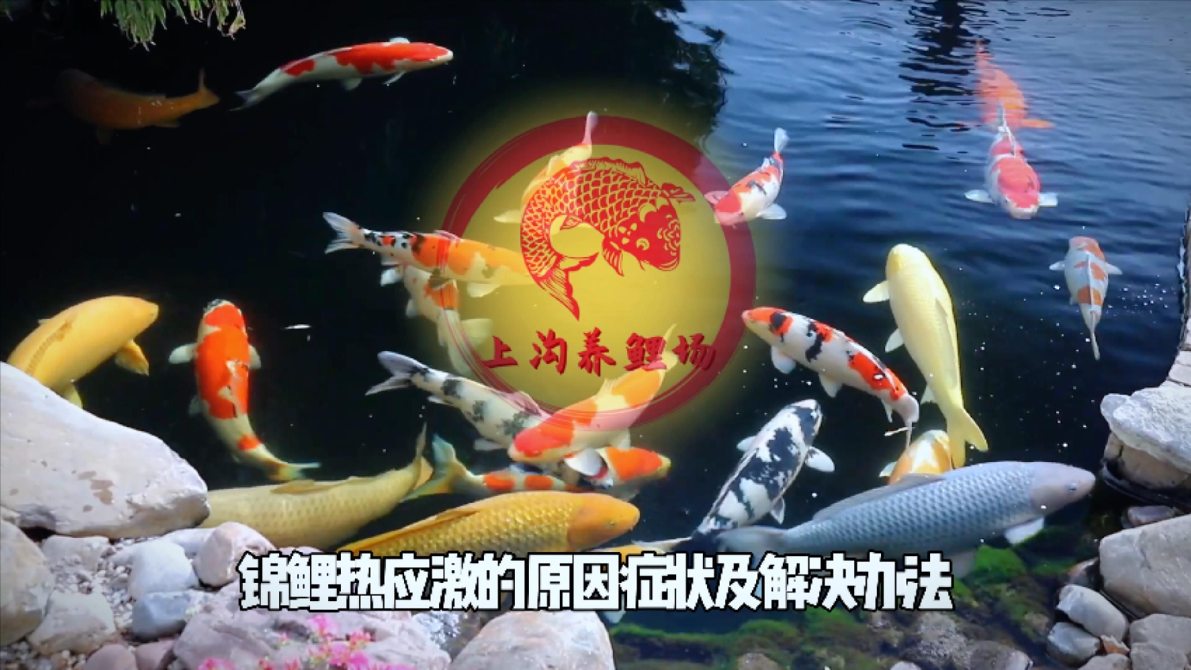 哪些行為異常是魚類的應激反應，英文文獻進一步確認魚類應激反應是其環境變化、捕食者威脅