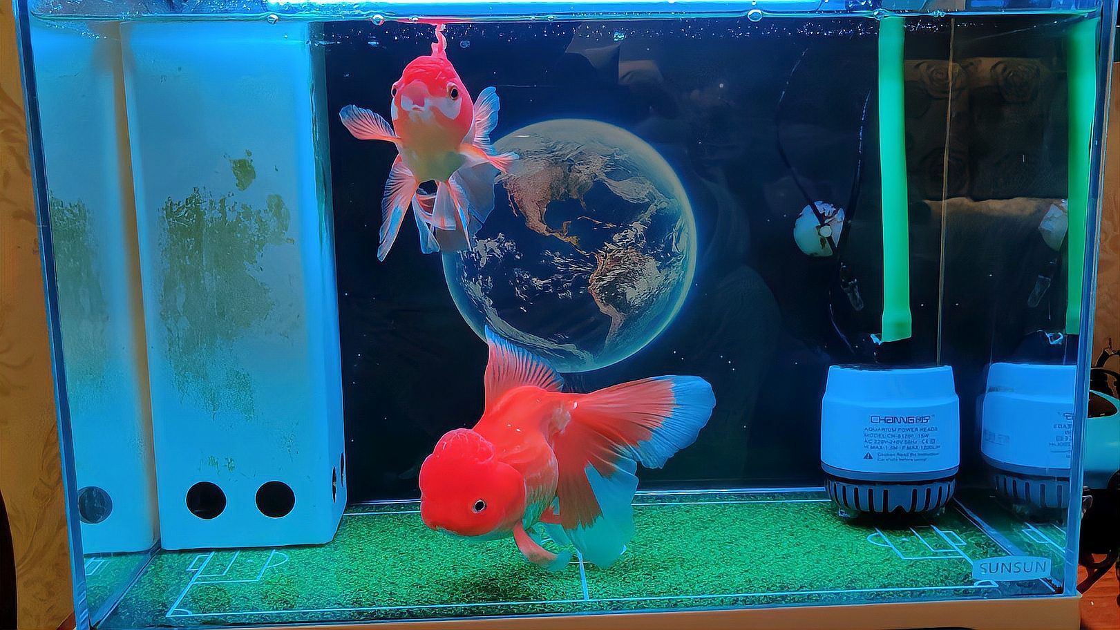 哪些魚更容易出現趴缸現象，哪些魚不容易出現趴缸現象