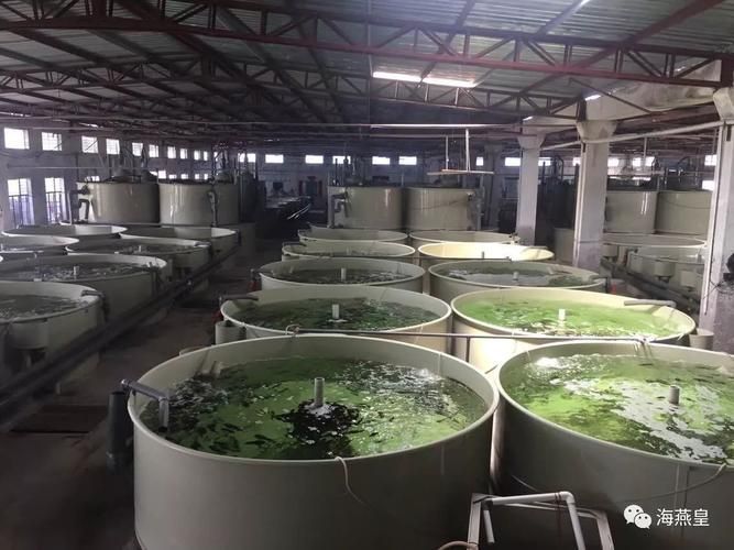 灤縣龍魚有哪些養殖技術，“灤縣龍魚”養殖技術