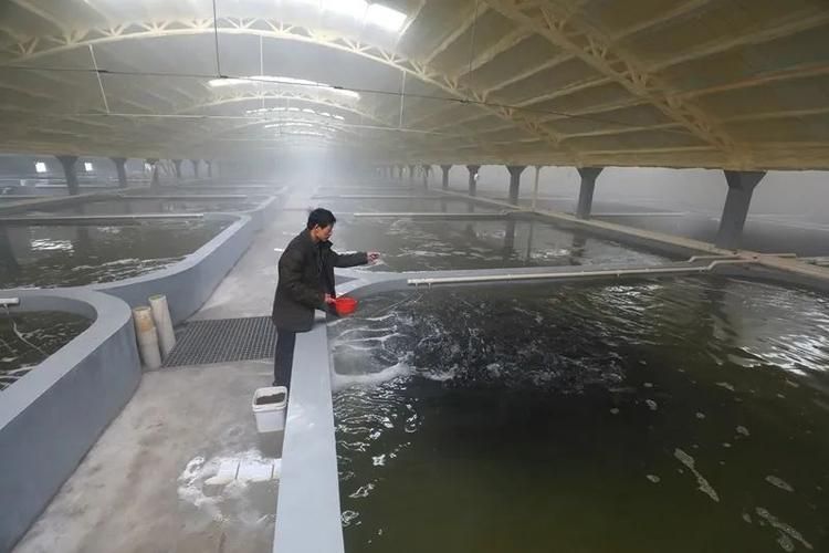 灤縣龍魚有哪些養殖技術，“灤縣龍魚”養殖技術