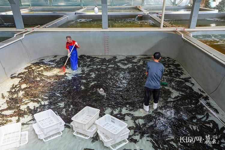 灤縣龍魚有哪些養殖技術，“灤縣龍魚”養殖技術