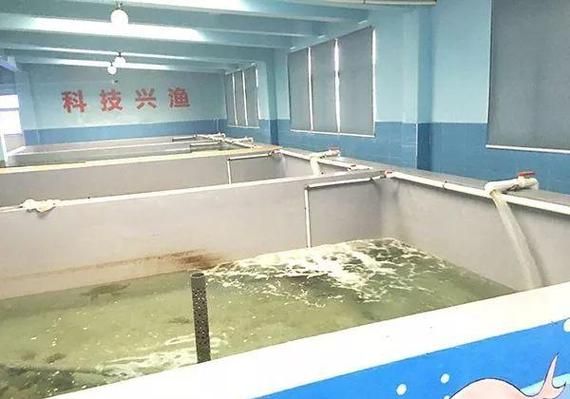 灤縣龍魚有哪些養殖技術，“灤縣龍魚”養殖技術