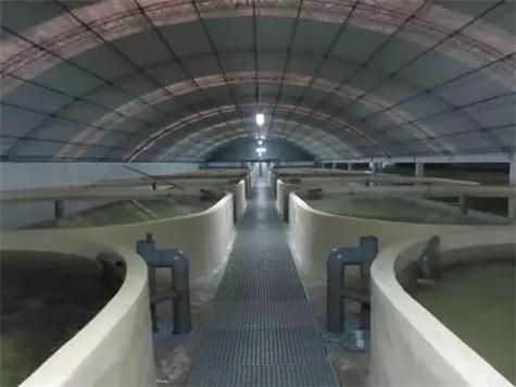 灤縣龍魚有哪些養殖技術，“灤縣龍魚”養殖技術