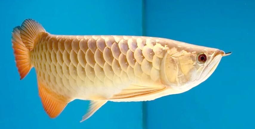 龍魚VS鱷魚，魚vs鱷魚：潛伏攻擊鱷魚vs鱷魚（如龍魚vs鱷魚）