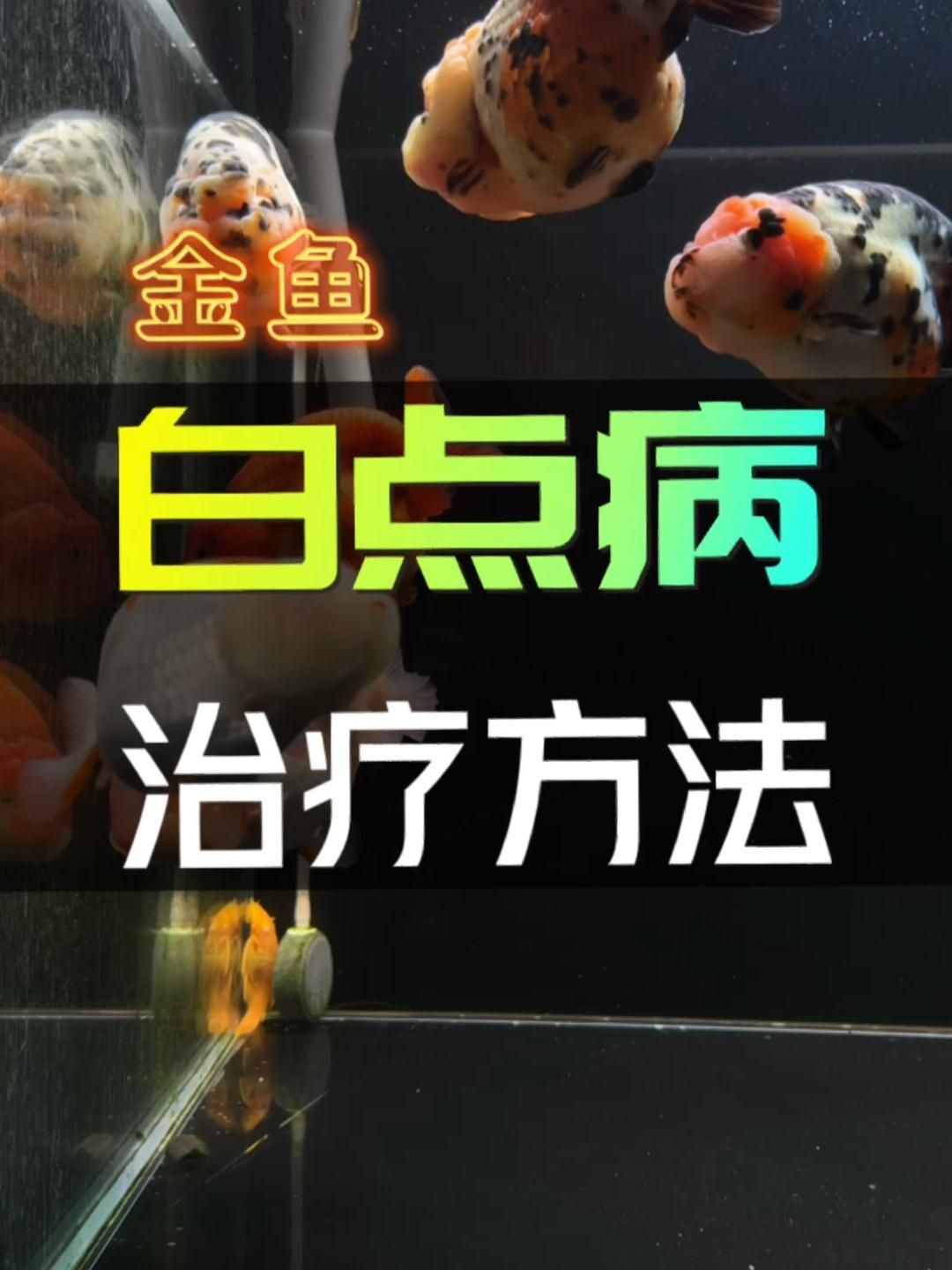 金魚白點病能徹底治愈嗎，如何判斷金魚是否患有白點病