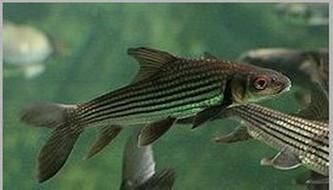 祥龍魚場的七紋巨鯉魚質量如何？，祥龍魚場的“七紋巨鯉魚”質量如何