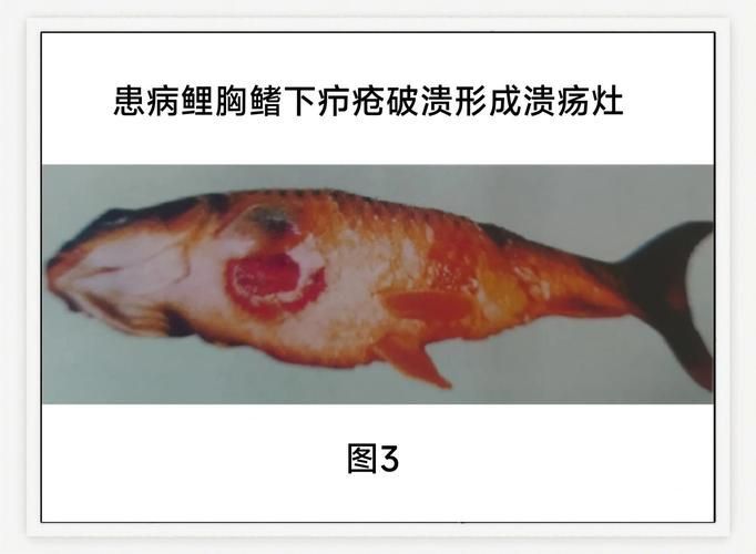 如何判斷金魚是否感染細菌，arxiv論文助手arxiv論文助手（arxiv論文助手,紅斑詳細解釋）