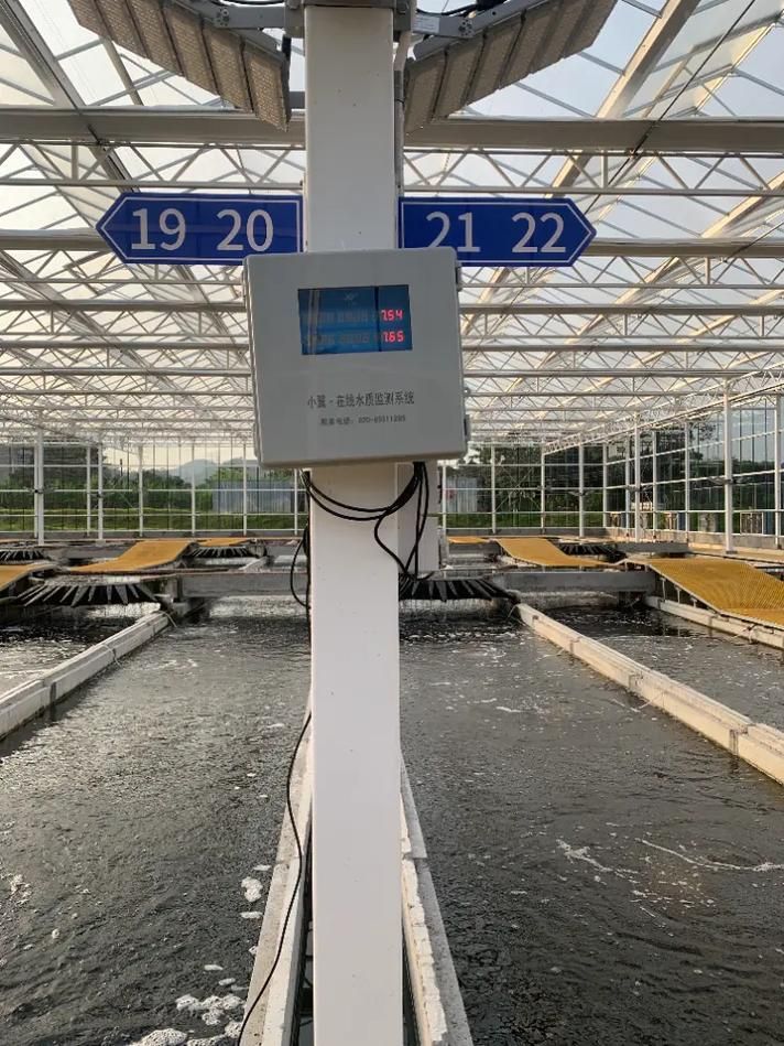 定安龍魚的養殖技術有哪些，定安龍魚養殖技術