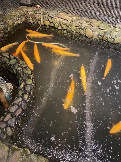 定安龍魚的養殖技術有哪些，定安龍魚養殖技術