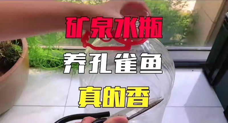有哪些魚缸適合養綠水？，哪些魚缸適合養綠水？