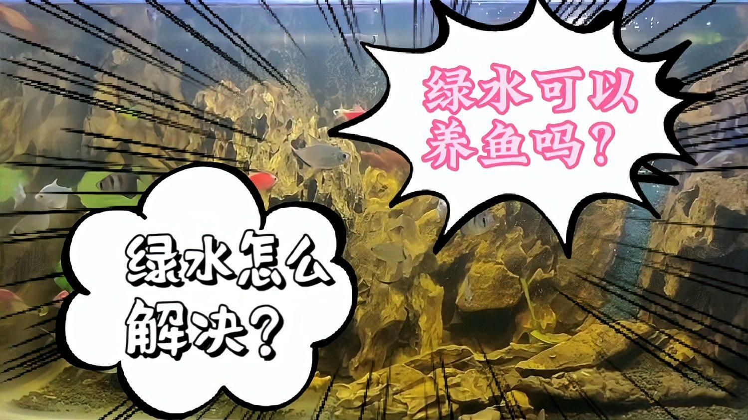 有哪些魚缸適合養綠水？，哪些魚缸適合養綠水？