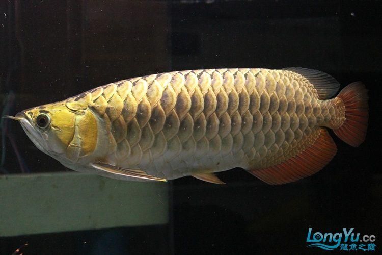 哪些龍魚(yú)品種最難養(yǎng)