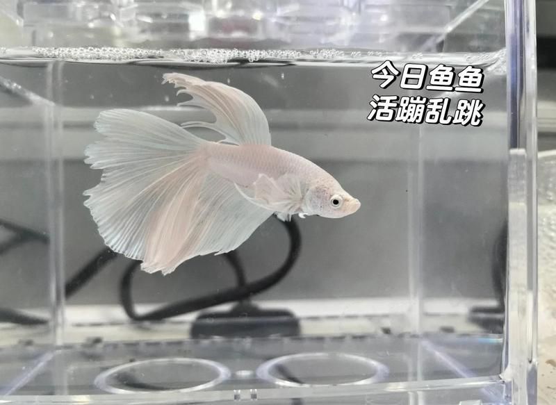 魚(yú)尾巴爛了后多久能恢復(fù)，尾巴爛了后多久能恢復(fù)取決于多種因素，包括爛掉的程度、治療措施