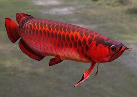 如何辨別紅金龍魚的品相，如何判斷紅金龍魚的品種