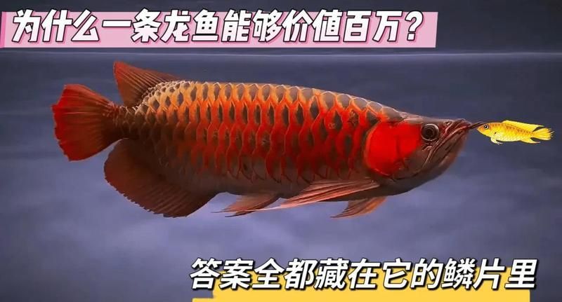 如何判斷塘沽龍魚是否新鮮？