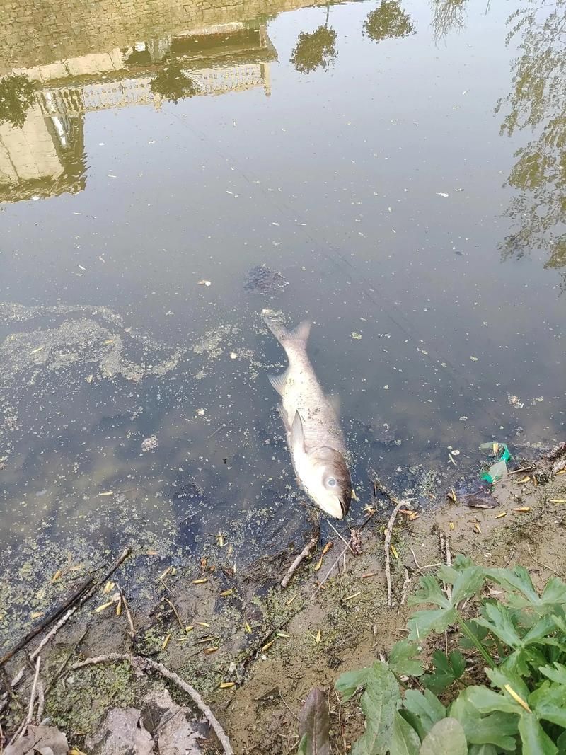 黑鱗龍魚最怕三個東西，關于黑鱗龍魚的問題