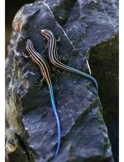 石龍魚的飼養難度大嗎？，如何判斷石龍魚是否健康？