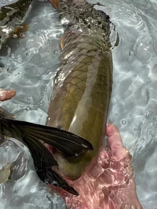 石龍魚的飼養難度大嗎？，如何判斷石龍魚是否健康？